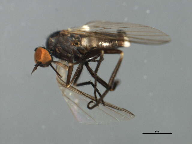 Image of Rhamphomyia phemius Walker 1849