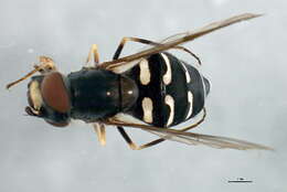 Image of Dasysyrphus amalopis (Osten Sacken 1875)