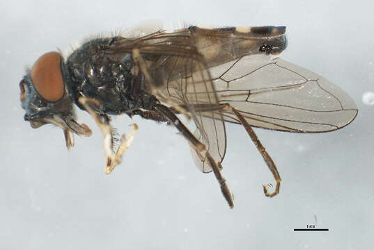 Image of Platycheirus naso (Walker 1849)