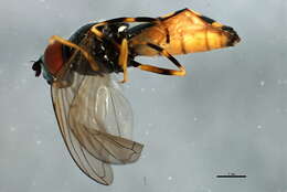 Image of Platycheirus clypeatus (Meigen 1822)