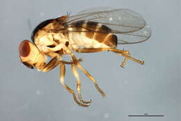 Image of Thaumatomyia trifasciata (Zetterstedt 1848)