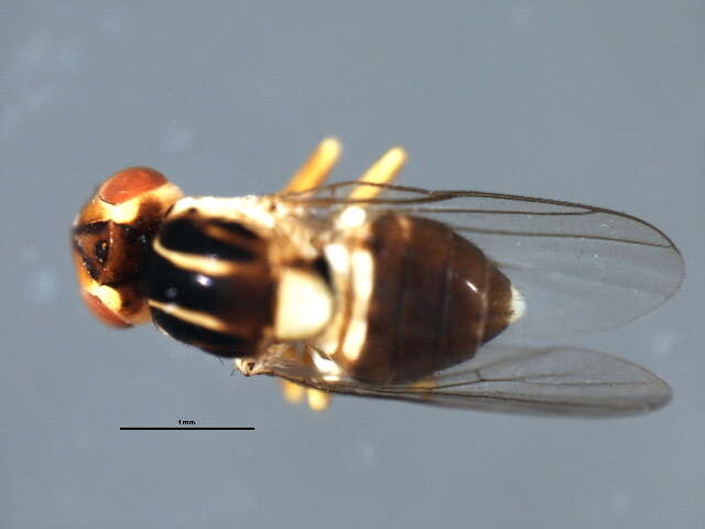 Image of Thaumatomyia trifasciata (Zetterstedt 1848)