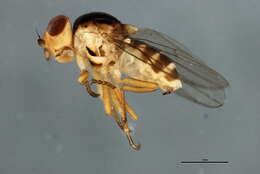 Image of Thaumatomyia trifasciata (Zetterstedt 1848)