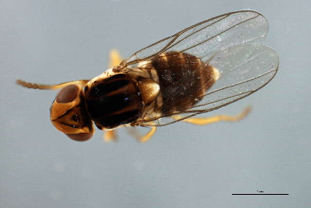 Image of Thaumatomyia trifasciata (Zetterstedt 1848)