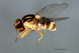 Image of Thaumatomyia trifasciata (Zetterstedt 1848)