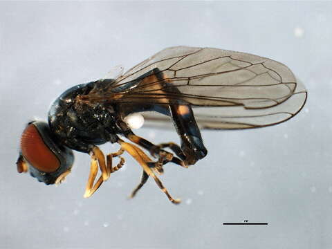 Image of Platycheirus speighti Dockzal, Stuke & Goeldlin 2003