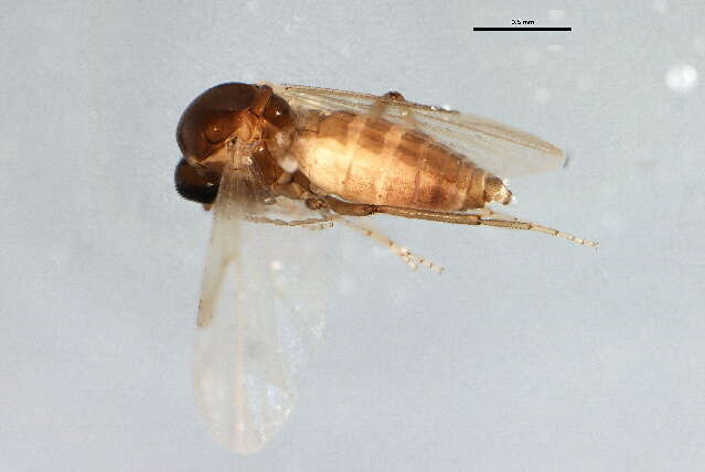 Sivun Culicoides stilobezzioides Foote & Pratt 1954 kuva