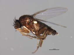 Image of Megaselia diversa (Wood 1909)