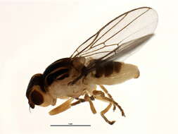 Image of Thaumatomyia trifasciata (Zetterstedt 1848)