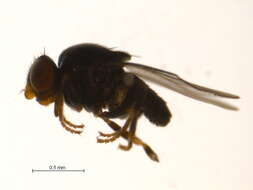 Image of Tricimba melancholica (Becker 1912)