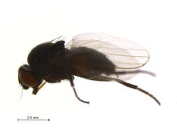 Image of Neophyllomyza quadricornis Melander 1913