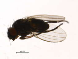 Image of Neophyllomyza quadricornis Melander 1913