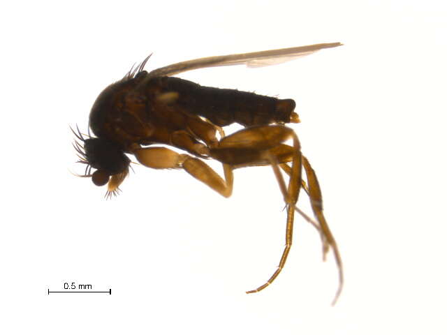 Sivun Megaselia eccoptomera Schmitz 1927 kuva