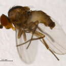 Image of <i>Phytoliriomyza miki</i>