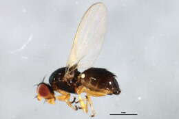 Image of Parapiophila