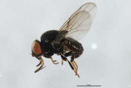 Image of Siphonella oscinina (Fallen 1820)