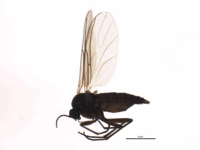 Sivun Bradysia iridipennis (Zetterstedt 1838) kuva