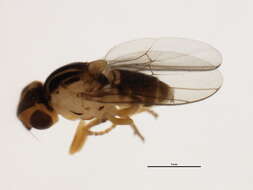 Image of Thaumatomyia trifasciata (Zetterstedt 1848)