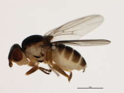 Image of Thaumatomyia trifasciata (Zetterstedt 1848)