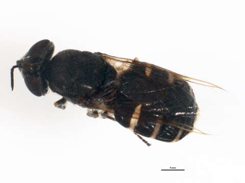 Image of Odontomyia