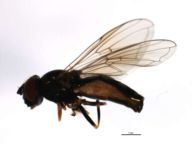 Image of Platycheirus hyperboreus dark