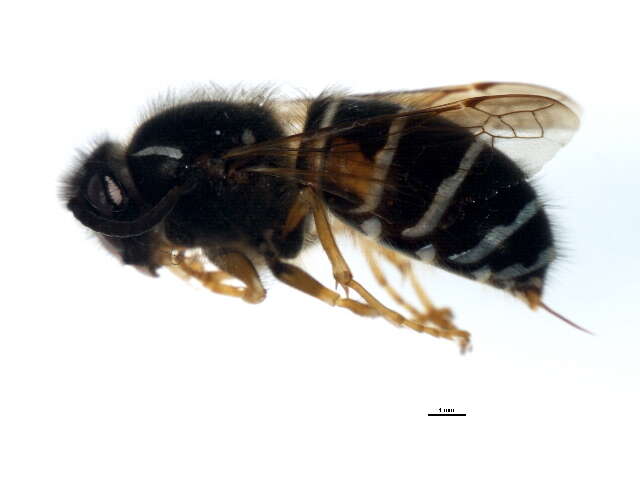 Image of Norwegian Wasp