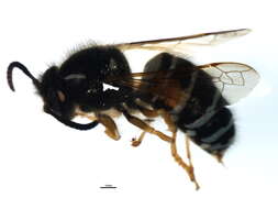 Image of Norwegian Wasp