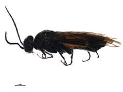 صورة <i>Dolerus yukonensis</i>