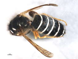 Image of Norwegian Wasp