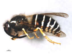 Image of Norwegian Wasp