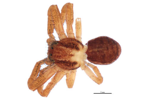 Image of Xysticus britcheri Gertsch 1934