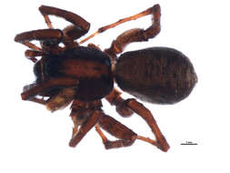 Image of Wolf Spider