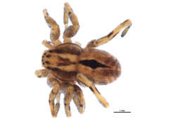 Image of Thanatus rubicellus Mello-Leitão 1929