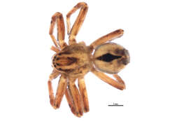 Image of Thanatus rubicellus Mello-Leitão 1929