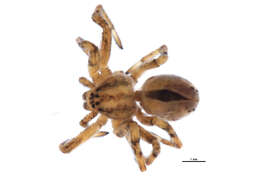 Image of Thanatus rubicellus Mello-Leitão 1929