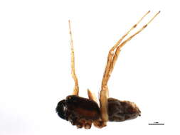 Image of Pardosa hyperborea (Thorell 1872)