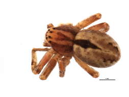 Image of Thanatus rubicellus Mello-Leitão 1929