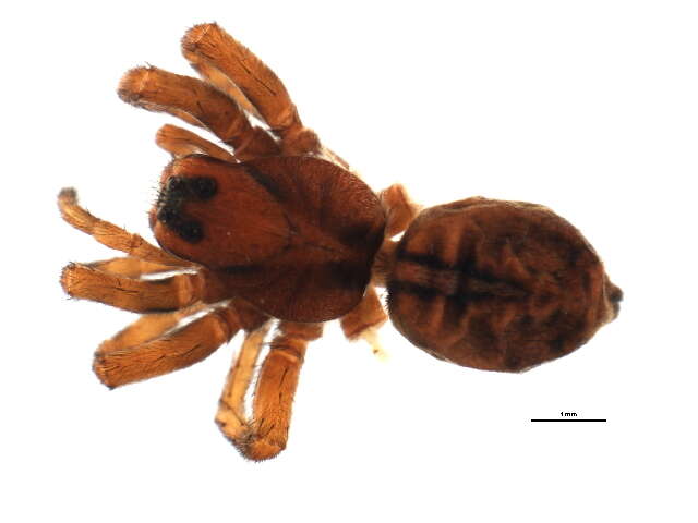 Image of Arctosa insignita (Thorell 1872)