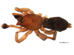 Image of Haplodrassus hiemalis (Emerton 1909)