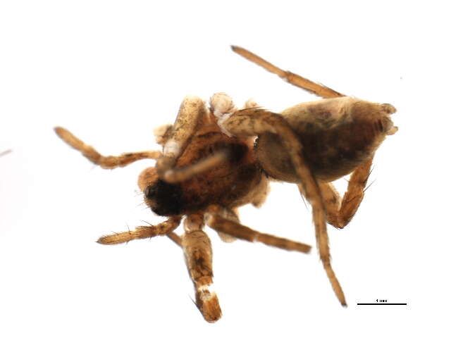 Image of Pardosa fuscula (Thorell 1875)