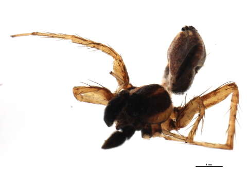 Image of Pardosa hyperborea (Thorell 1872)