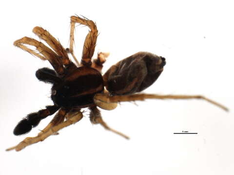 Image of Pardosa hyperborea (Thorell 1872)