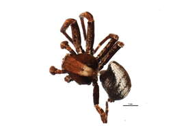 Image of Xysticus durus