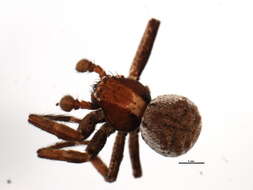 Image of Xysticus durus