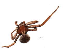 Image of Xysticus durus