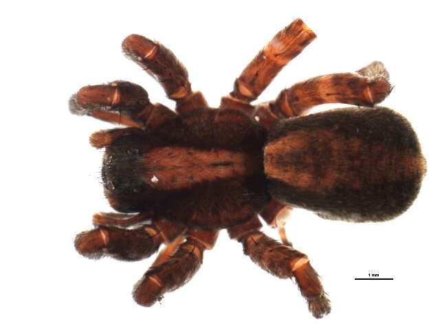 Image of Wolf Spider