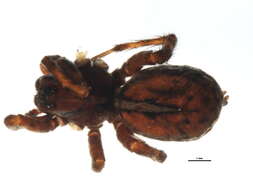 Image of Arctosa insignita (Thorell 1872)