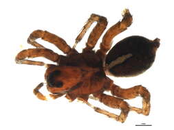 Image of Arctosa insignita (Thorell 1872)