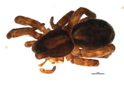 Image of Wolf Spider