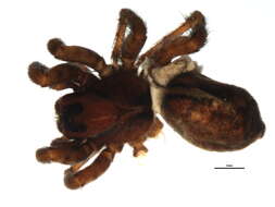 Image of Arctosa insignita (Thorell 1872)